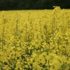 Entreprises 4 image VANCOUVER ALLERGY Homeopaths dans North Vancouver BC