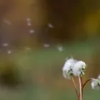 Entreprises 7 image VANCOUVER ALLERGY Homeopaths dans North Vancouver BC