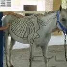 Business 1 image VANCOUVER ANIMAL HOSPITAL Health & Medicine in Vancouver BC