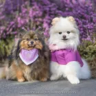 Business 3 image VANCOUVER PET PHOTOGRAPHY Photographers & Photo Studios in Vancouver BC