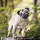 Business 1 image VANCOUVER PET PHOTOGRAPHY Photographers & Photo Studios in Vancouver BC