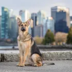 Business 2 image VANCOUVER PET PHOTOGRAPHY Photographers & Photo Studios in Vancouver BC