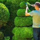 Entreprises 2 image VANCOUVER TREE SERVICES Tree Work & Forestry Services dans Vancouver BC