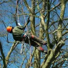 Entreprises 1 image VANCOUVER TREE SERVICES Tree Work & Forestry Services dans Vancouver BC