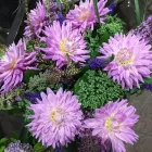 Business 8 image VANDERFLEET FLOWERS Shopping in Etobicoke ON