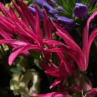 Business 11 image VANDERFLEET FLOWERS Shopping in Etobicoke ON