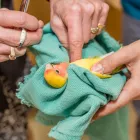 Business 9 image VEDDER MOUNTAIN VETERINARY Veterinarians in Chilliwack BC