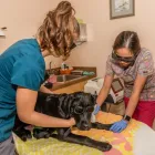 Business 19 image VEDDER MOUNTAIN VETERINARY Veterinarians in Chilliwack BC