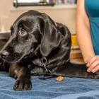 Business 5 image VEDDER MOUNTAIN VETERINARY Veterinarians in Chilliwack BC