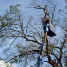 Entreprises 1 image VICTORIA TREE EXPERTS Tree Work & Forestry Services dans Victoria BC