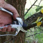 Entreprises 3 image VICTORIA TREE EXPERTS Tree Work & Forestry Services dans Victoria BC