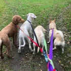 Business 6 image WAWAK THIS WAY PET CARE SERVICES Pet Sitters in Orléans ON