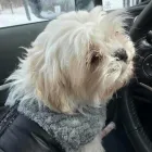 Business 7 image WAWAK THIS WAY PET CARE SERVICES Pet Sitters in Orléans ON
