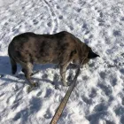 Business 1 image WAWAK THIS WAY PET CARE SERVICES Pet Sitters in Orléans ON