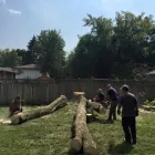 Entreprises 1 image WEIR TREE & STUMPING SERVICES Tree Work & Forestry Services dans Brampton ON