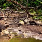 Entreprises 1 image WILDLIFE SHIELD Business & Professional Services dans Toronto ON