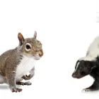 Business 4 image WILDSIDE WILDLIFE REMOVAL & PREVENTION LTD. Pest & Vermin Control in Burlington ON
