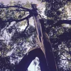 Entreprises 4 image WILDWOOD TREE SERVICES LTD Tree Work & Forestry Services dans Oakville ON