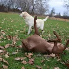 Business 16 image WINCHESTER KENNELS Business & Professional Services in Winchester ON