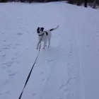 Business 17 image WINCHESTER KENNELS Business & Professional Services in Winchester ON