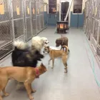 Business 18 image WINCHESTER KENNELS Business & Professional Services in Winchester ON