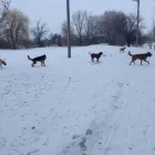 Business 20 image WINCHESTER KENNELS Business & Professional Services in Winchester ON