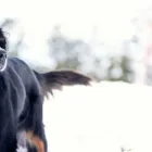 Business 21 image WINCHESTER KENNELS Business & Professional Services in Winchester ON