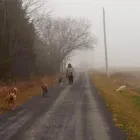 Business 29 image WINCHESTER KENNELS Business & Professional Services in Winchester ON