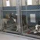 Business 30 image WINCHESTER KENNELS Business & Professional Services in Winchester ON