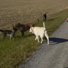 Business 33 image WINCHESTER KENNELS Business & Professional Services in Winchester ON