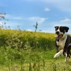 Business 37 image WINCHESTER KENNELS Business & Professional Services in Winchester ON