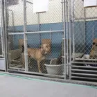 Business 38 image WINCHESTER KENNELS Business & Professional Services in Winchester ON