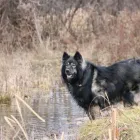 Business 40 image WINCHESTER KENNELS Business & Professional Services in Winchester ON