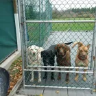 Business 43 image WINCHESTER KENNELS Business & Professional Services in Winchester ON