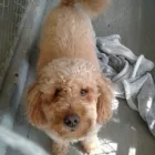 Business 3 image WINCHESTER KENNELS Business & Professional Services in Winchester ON