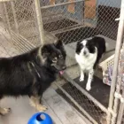 Business 45 image WINCHESTER KENNELS Business & Professional Services in Winchester ON