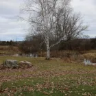 Business 49 image WINCHESTER KENNELS Business & Professional Services in Winchester ON