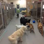 Business 50 image WINCHESTER KENNELS Business & Professional Services in Winchester ON