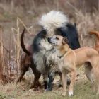 Business 5 image WINCHESTER KENNELS Business & Professional Services in Winchester ON