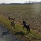 Business 8 image WINCHESTER KENNELS Business & Professional Services in Winchester ON