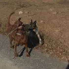 Business 10 image WINCHESTER KENNELS Business & Professional Services in Winchester ON