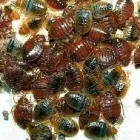 Business 3 image ZEDZUG PEST CONTROL Pest Control Equipment & Supplies in Edmonton AB
