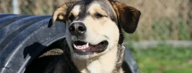 Business 6 image AUBERGE LA NICHE - PENSION CANINE DE L'ESTRIE Pet Sitters in Sherbrooke QC