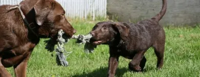 Business 9 image AUBERGE LA NICHE - PENSION CANINE DE L'ESTRIE Pet Sitters in Sherbrooke QC