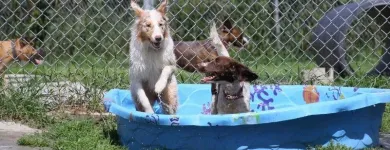 Business 2 image AUBERGE LA NICHE - PENSION CANINE DE L'ESTRIE Pet Sitters in Sherbrooke QC