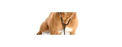 Entreprises 2 image BANK ST ANIMAL HOSPITAL Veterinarians dans Ottawa ON