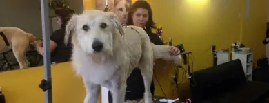 Business 3 image BARKLEYS MUTTLAND PET GROOMING Pet Grooming Services in Kelowna BC