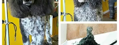 Business 4 image BARKLEYS MUTTLAND PET GROOMING Pet Grooming Services in Kelowna BC