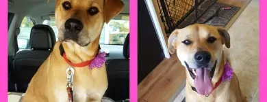 Business 5 image BARKLEYS MUTTLAND PET GROOMING Pet Grooming Services in Kelowna BC