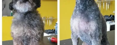 Business 1 image BARKLEYS MUTTLAND PET GROOMING Pet Grooming Services in Kelowna BC